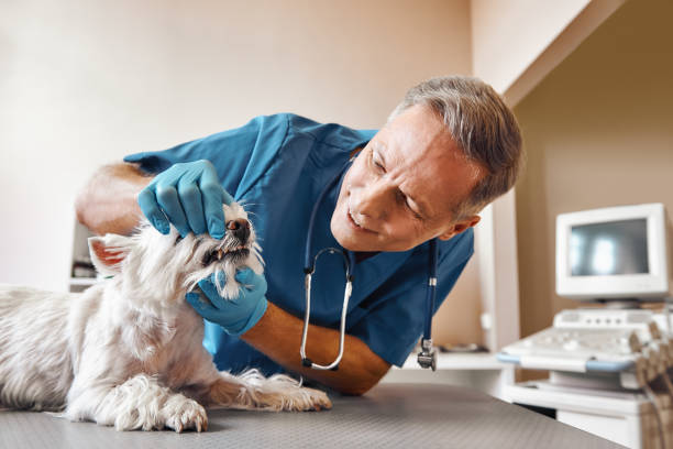 Best Emergency Dentist for Special Needs Patients in Mokena, IL